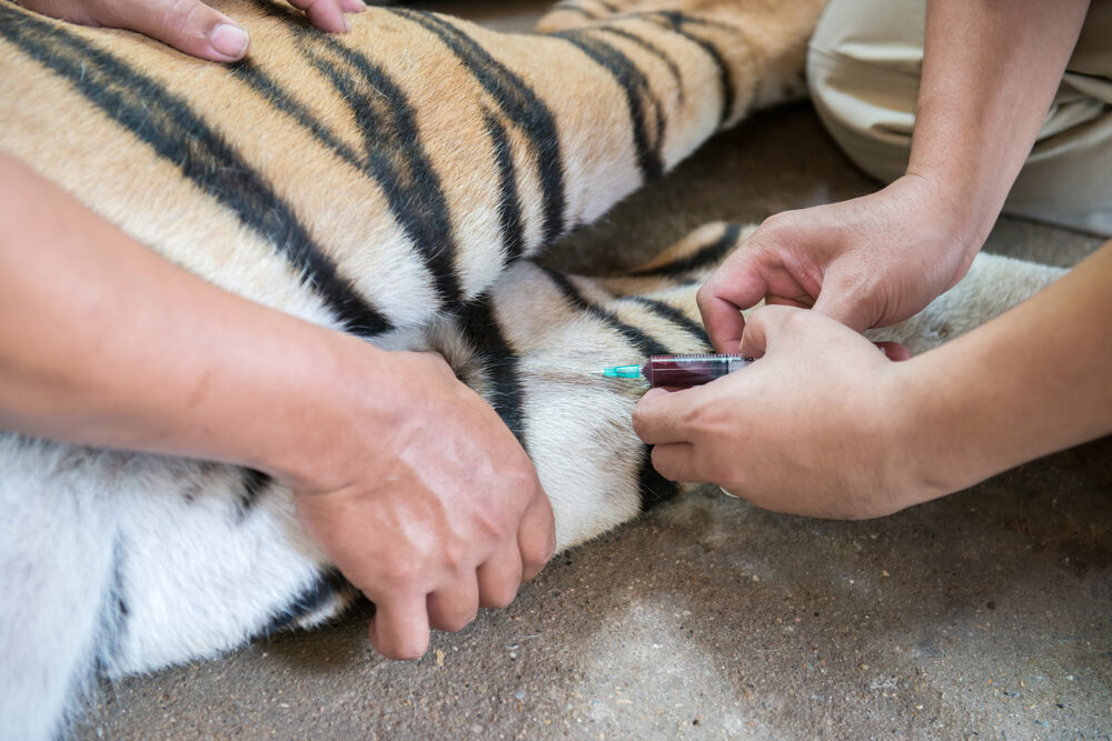 Veterinarian,And,Zookeeper,Getting,Blood,Drawn,From,The,Tiger